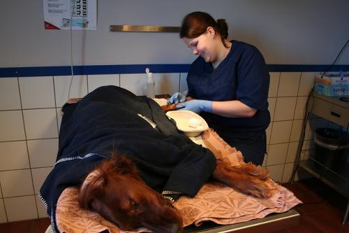 FR HJELP: Dyrepleier Ann Kristin Grnning vasker sret til Ronja, mens pasienten slumrer p en elektrisk varmepute p operasjonsbordet. 